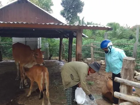 Gia Lai: Phát hiện ổ dịch lở mồm long móng ở huyện Mang Yang
