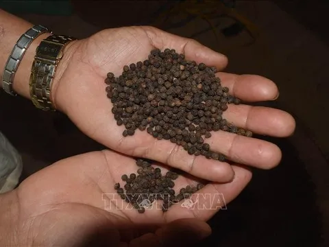 Hồ tiêu tiếp tục neo ở vùng giá cao mới