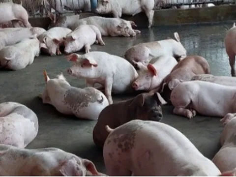 Giá heo hơi tăng cao, người nuôi chưa dám tăng đàn