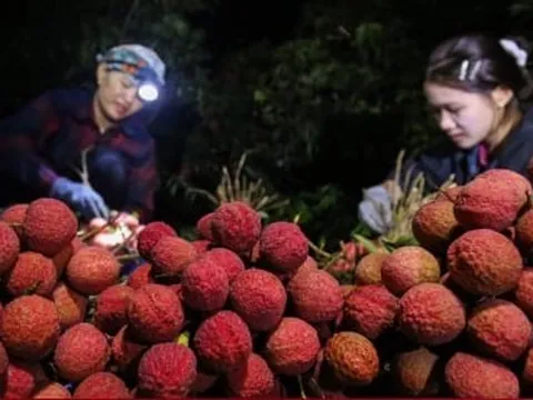 4 tấn vải thiều Bắc Giang đi nước ngoài, giá thu mua tại vườn tăng mạnh