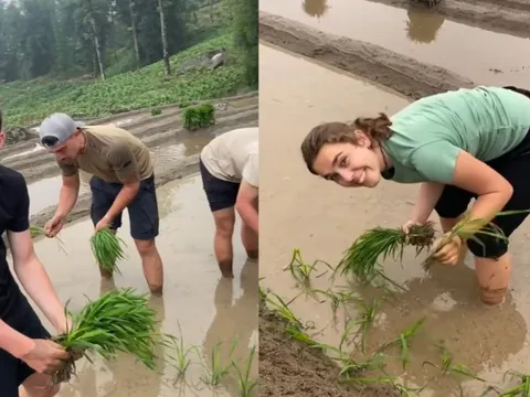 Khách Tây lội ruộng cấy lúa ở Sa Pa, tối về khen cơm ngon nức nở: "Thế mới hiểu giá trị hạt gạo"