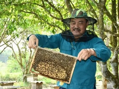 Nuôi vài tổ ong thử nghiệm, không lâu sau có hàng trăm đàn ong mật, người dân thu "lãi khủng"