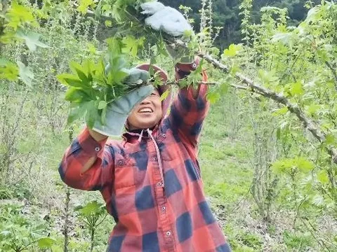 Kiếm 60 triệu/ngày nhờ lên núi hái rau, dâu Việt ở Hàn kéo cả bố mẹ sang làm nông, đào sâm rừng