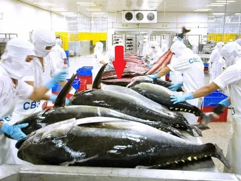 Trong 120 ngày, một mặt hàng của Việt Nam thu về hơn 300 triệu USD: Mỹ, Nga đồng loạt thu mua