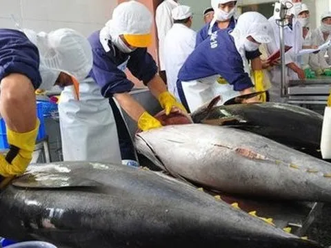 Hệ thống vận tải thuận lợi thúc đẩy xuất khẩu cá ngừ Việt Nam sang Nga