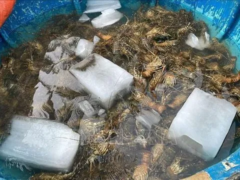 Công bố nguyên nhân tôm hùm chết ở Phú Yên