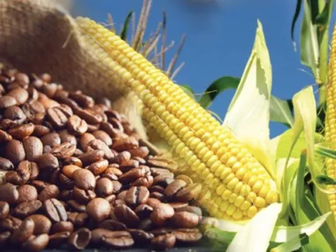 Giá cà phê tăng mạnh do gián đoạn vận tải