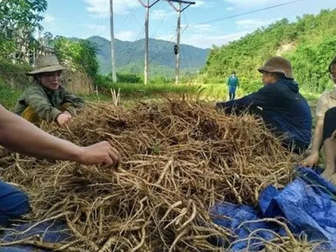 Trồng cây dược liệu giúp đồng bào miền núi Thanh Hóa tăng thu nhập