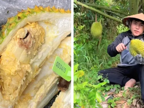 Bán sầu riêng online, TikToker Thiện Nhân bị trả lại tận 800kg, hỏng hết và mất luôn vốn liếng