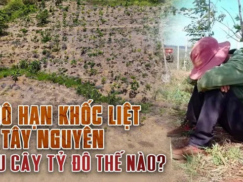 Khô hạn khốc liệt ở Tây Nguyên: Cứu 'cây tỷ đô' thế nào?