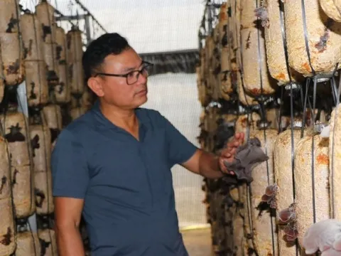 Anh nông dân học "lỏm" công nghệ trồng một loại cây thu gần nửa tỷ/năm