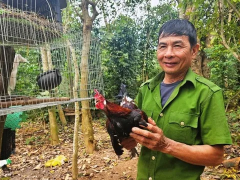 Lão nông chia sẻ bí quyết nuôi gà rừng, bán 5 triệu/con
