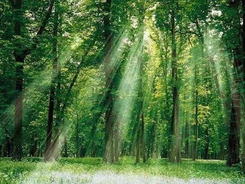 Nghiên cứu khoa học: Sống gần gũi với thiên nhiên giúp chống lại bệnh tật, tốt cho tâm lý, kéo dài tuổi thọ!