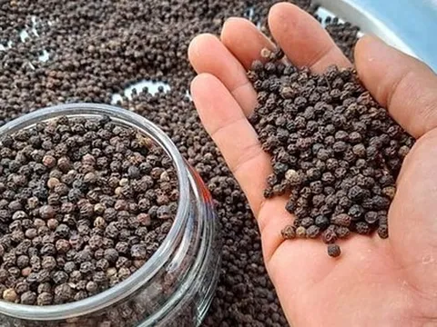 Hồ tiêu có cơ hội trở lại câu lạc bộ tỷ USD