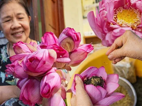 Cận cảnh quy trình ướp loại trà sen đắt đỏ nhất Hà thành, giá chục triệu đồng/kg