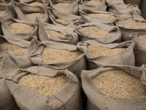 Sau lệnh hạn chế xuất khẩu, gạo Ấn Độ bất ngờ bị người mua ‘xa lánh’ vì lý do này