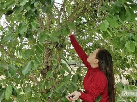 Mùa trâm ở vùng Thất Sơn