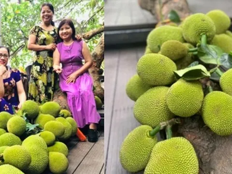 Quán cà phê độc lạ có cây mít sai trĩu quả, nằm la liệt khắp sàn: Nhiều ngày quá tải, khách chờ cả tiếng để có chỗ ngồi