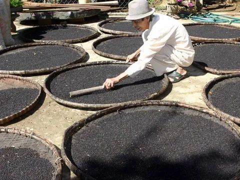 Giá liên tục phá đỉnh, 'vàng đen' của Việt Nam trở thành mặt hàng hot được nhiều nước săn lùng, dễ dàng cán đích xuất khẩu 1 tỷ USD