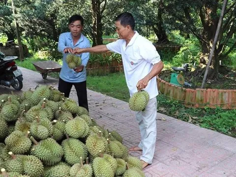 Sầu riêng được mùa, trúng giá, nông dân thu lời tiền tỷ mỗi ha