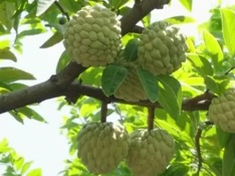 Giá nông sản 25/7: Na bở vào mùa giá cao, hồ tiêu duy trì ổn định