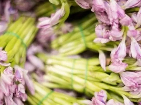 Loại cây người Việt vứt bỏ không tiếc lại là thuốc quý, cực đắt đỏ ở nhiều nước