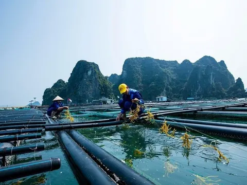 'Kho báu dưới biển' được 170 nước ưa chuộng đem về cho Việt Nam bao nhiều tiền từ đầu năm?