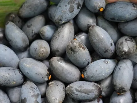 Thủ phủ quả ngon nức tiếng mất mùa