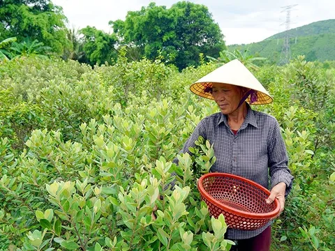 Chuyện những người dân làm giàu nhờ “lộc rừng” trên dãy Hoành Sơn