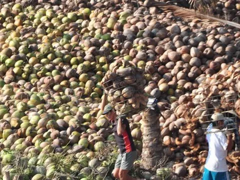 Bến Tre thu hơn nửa tỷ đô la mỗi năm từ dừa