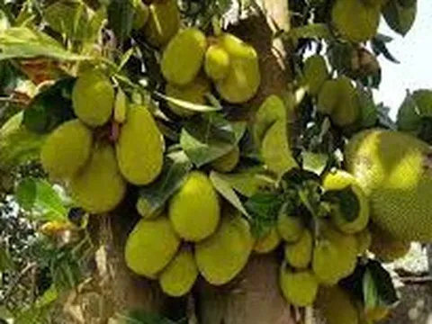 Giá nông sản 13/8: Mít non tăng cao, hồ tiêu điều chỉnh trái chiều