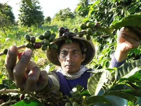 Không phải gạo, Việt Nam nắm vị thế chủ lực thế giới một mặt hàng tăng giá mạnh nhất trong nhiều thập kỷ - dự báo còn tiếp tục tăng trong năm 2024