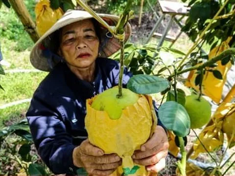 Thủ phủ bưởi Phúc Trạch vào vụ, nông dân phấn khởi đếm quả thu tiền