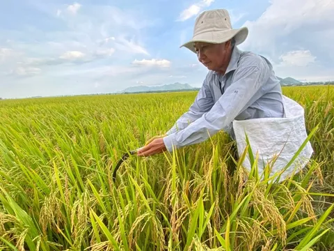 4 người trồng lúa xuất sắc ở Việt Nam có doanh thu hàng chục tỷ đồng