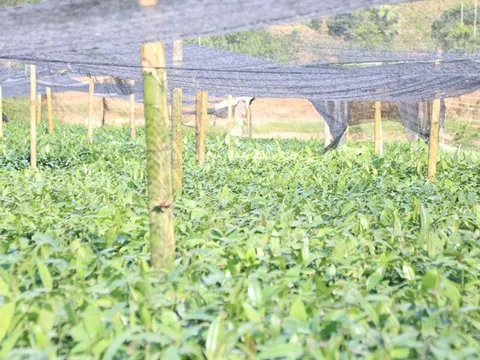 Mục tiêu xuất khẩu đồ gỗ và lâm sản đạt 20 tỷ USD vào năm 2025