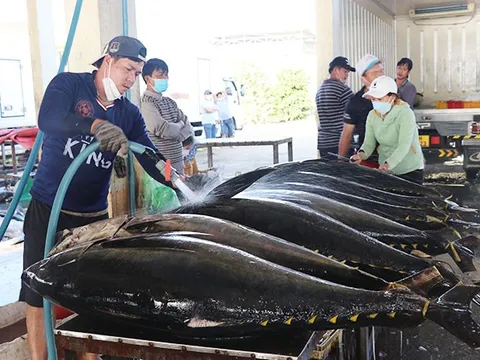 Xuất khẩu cá ngừ đóng hộp tăng chậm dần