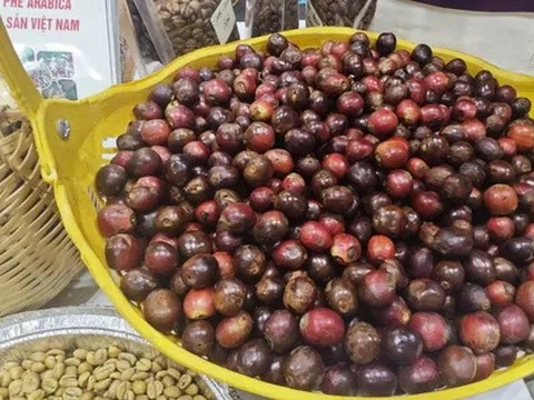 Giá cà phê tăng gấp đôi và nỗi lo bong bóng giá