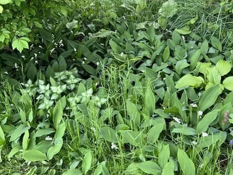 Loại hoa nằm trong top đắt nhất thế giới, về Việt Nam có giá 12 triệu đồng/bó, ở nước khác mọc dại đầy vườn nhổ đi không kịp