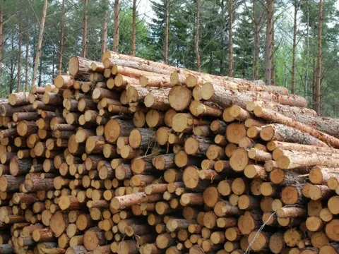 Gỗ Việt Nam liên tục được Ấn Độ đổ tiền mua - Mỹ, Trung Quốc đều ưa chuộng, thu về chục tỷ USD từ đầu năm