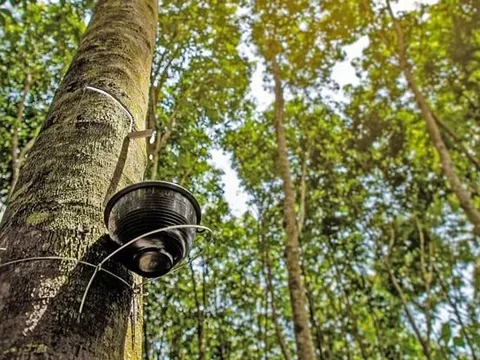 Trong 9 tháng, tỉnh giáp biên thu 85 triệu USD từ "vàng trắng"