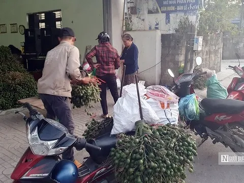 Hải Phòng: Thận trọng mở rộng diện tích khi cau tăng giá