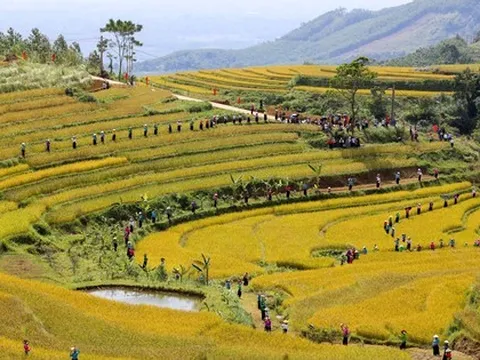 Những thửa ruộng bậc thang vàng óng ở Hòa Bình