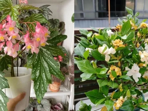 Sai lầm ngày Tết là mang tặng 5 loại hoa này: Chắc chắn bị chê EQ thấp!