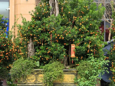 Không khí Tết tràn ngập phố phường Hà Nội: Ảnh hưởng của bão nhưng 1 điều vẫn không hề thay đổi với năm trước