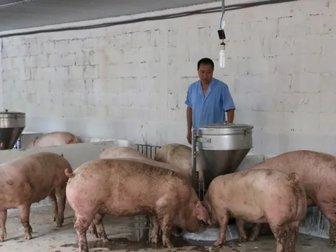 Nguồn cung giảm, giá heo tăng vọt