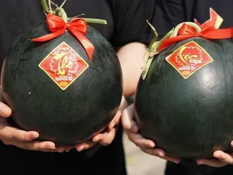 Bí ẩn sau vẻ ngoài đen lỳ của loại dưa hấu "quý tộc", quả đắt nhất hơn 100 triệu đồng