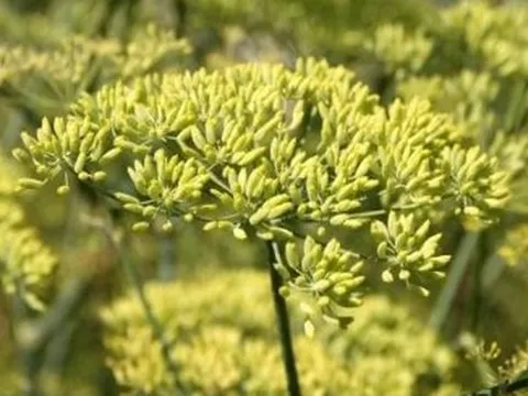 Một tỉnh Đông Bắc Việt Nam đang nắm giữ 40.000 ha ‘sản vật’ quý hiếm của thế giới: Trồng ít nhất 4 năm mới cho thu hoạch, nước ta đua với Trung Quốc thống trị thị trường toàn cầu