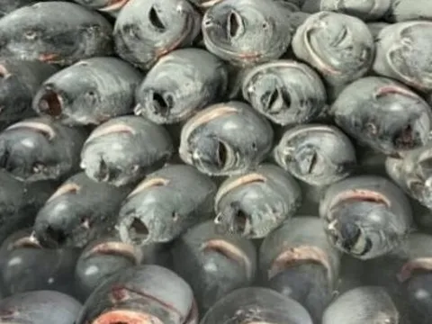 Không phải sầu riêng, một loại ‘siêu thực phẩm’ của Việt Nam và Thái Lan ‘chạm trán’ tại một quốc gia châu Phi: Xuất khẩu tăng mạnh 72%, hơn 110 quốc gia đặt gạch mua hàng