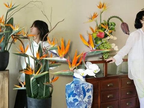 Hoa thiên điểu “đổ bộ” phòng khách ngày Tết: Nhìn là thấy giàu, cắm một lần là nghiện