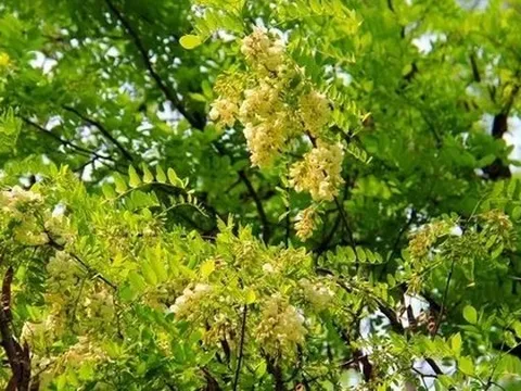 Người xưa dặn: Tránh xa 5 loại cây “âm” này vì dễ rước vận xấu vào nhà